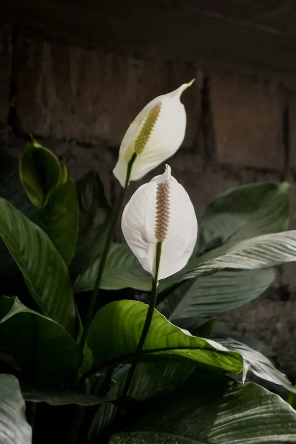 A peace lily plant in a pot