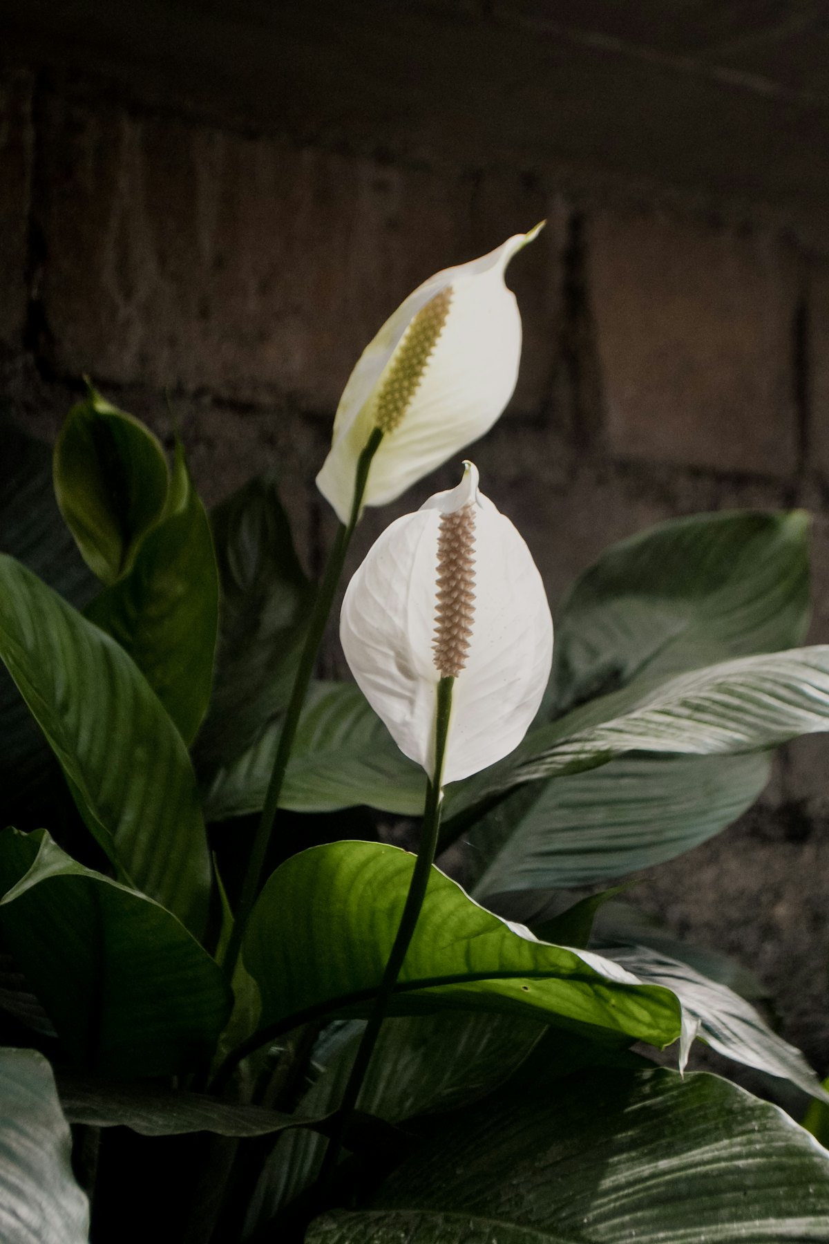 A peace lily plant in a pot