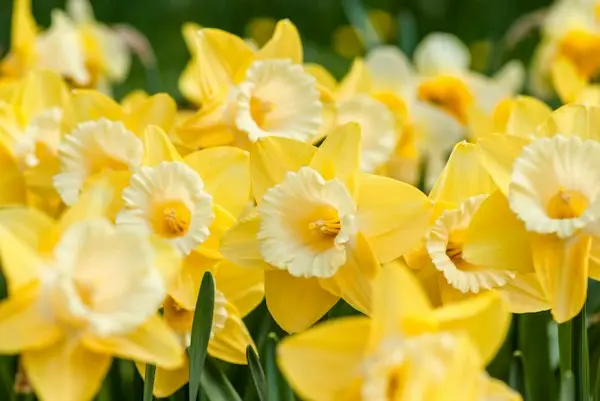 Bright yellow daffodils in spring