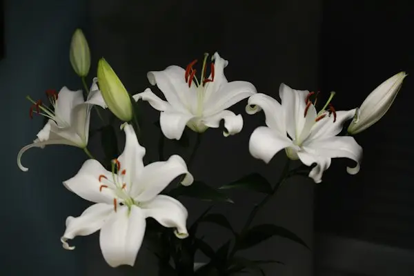 A bouquet of white lilies