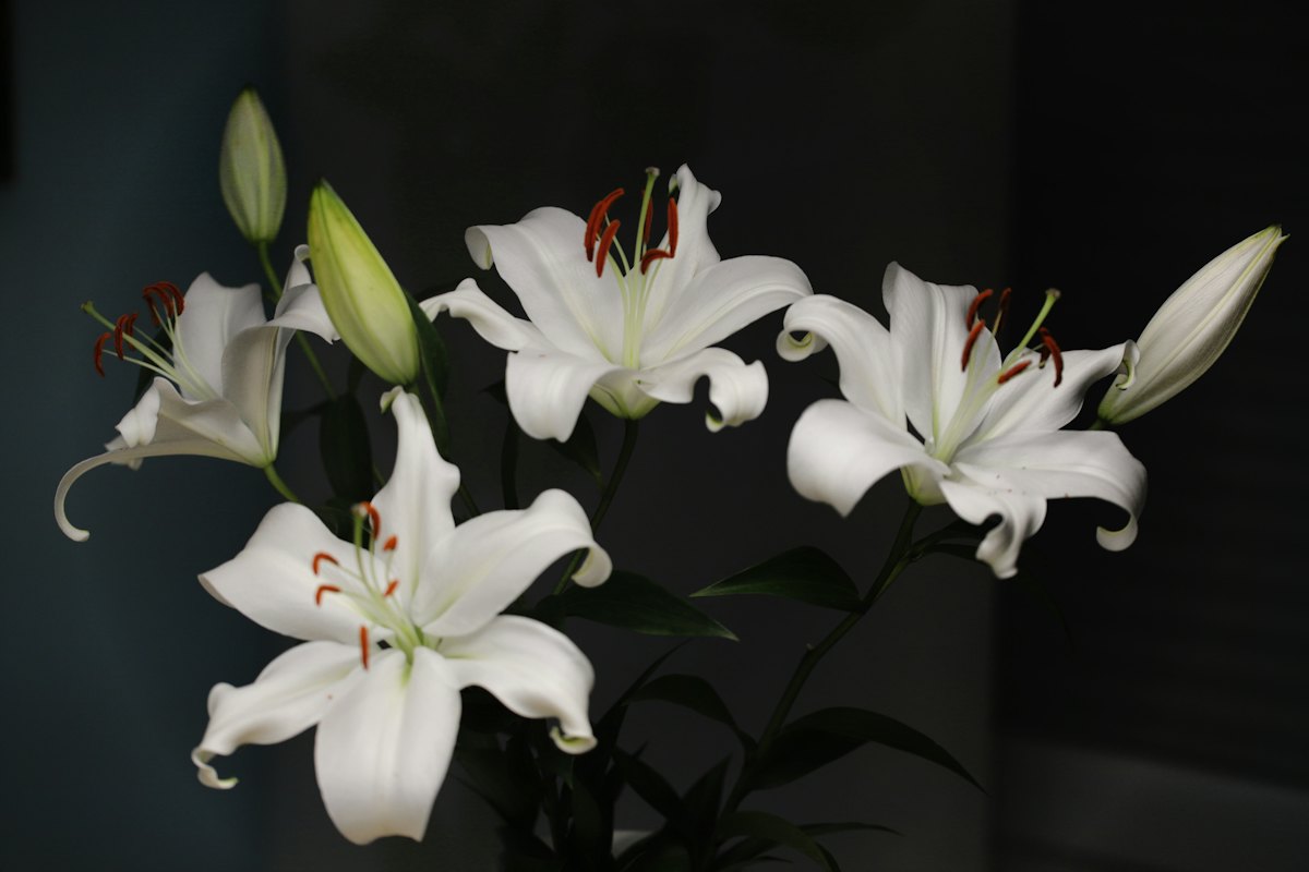 A bouquet of white lilies