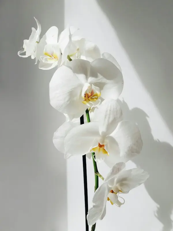 A white phalaenopsis orchid in a pot