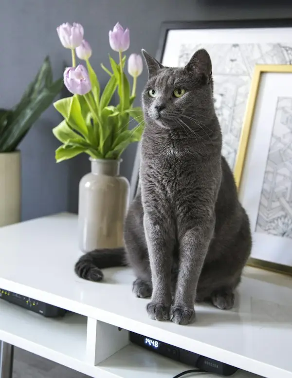 A cat sniffing a flower